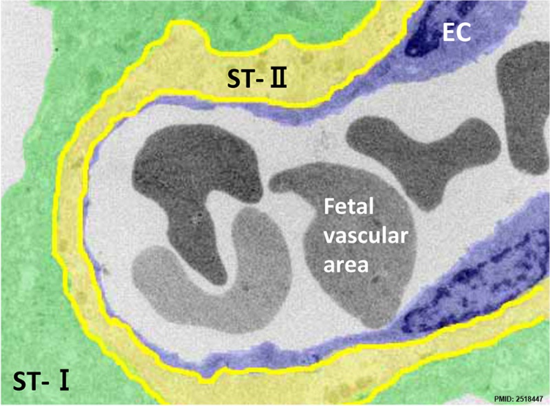 File:Mouse placenta blood vessel EM01.jpg