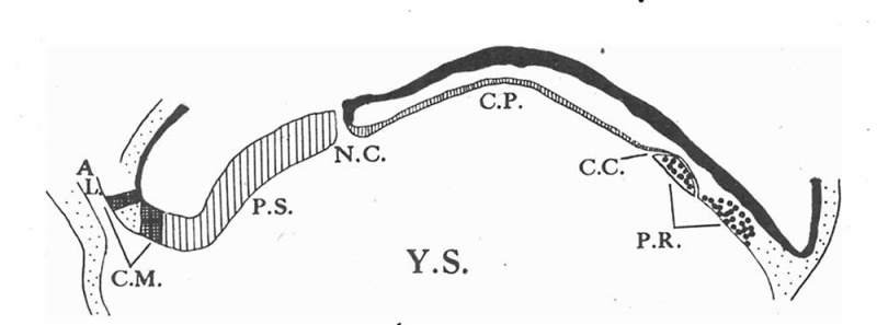 File:Odgers1941 text-fig02.jpg