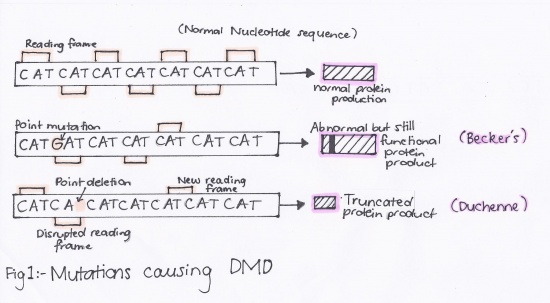 Point mutations resulting in DMD.jpg