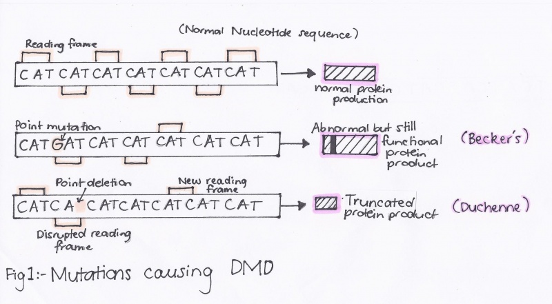 File:Point mutations resulting in DMD.jpg
