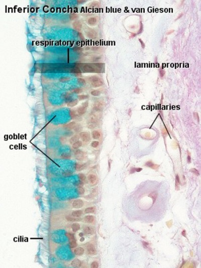 Respiratory System - Histology - Embryology