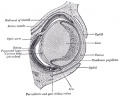 866 Embryonic Rabbit Eye