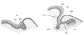 Fig. 262. Section through the dental ridge of the lower jaw of embryos.