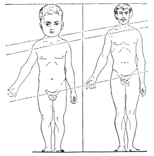 McMurrich1914 fig281.jpg
