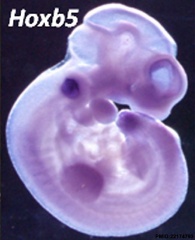 Developmental Signals - Homeobox - Embryology