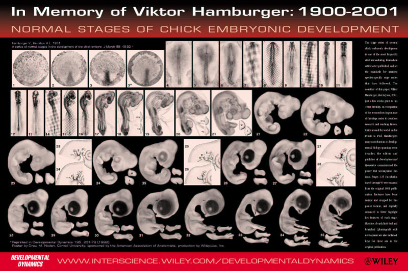 File:Chicken Embryo Hamburger stages.jpg