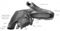 Fig. 37 Wax model of laryngeal region in human Embryo no. 22(20 mm.). (seen from below)