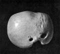 Fig 29 model human embryo 24 mm
