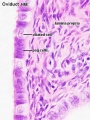 Uterine tube epithelium histology showing secretory and ciliated cells