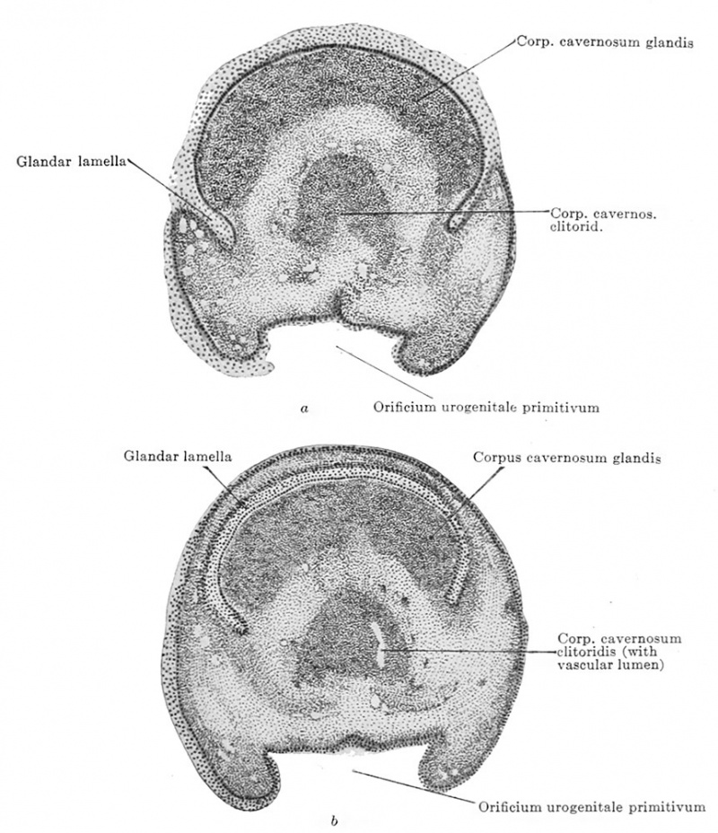 book-manual-of-human-embryology-19-4-embryology