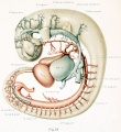 Left view of the main arteries and veins in a human embryo 4 mm long.