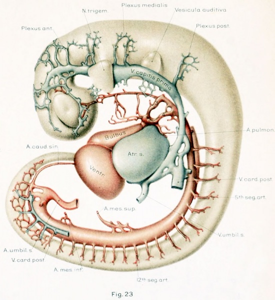 File:Streeter1921 fig23.jpg