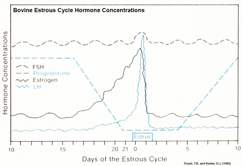 File:Bovine estrous cycle hormone graph.jpg