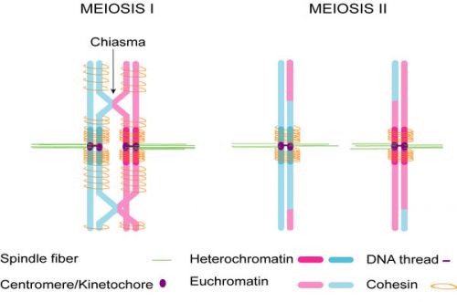 Chromosome connections in meiosis