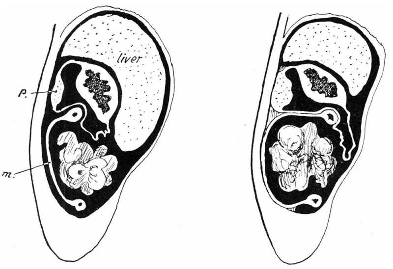 File:Frazer1915 fig17.jpg