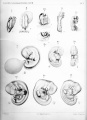 Normal Plates of the Development of the Human Embryo