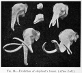 Fig. 64. Evolution of elephant's trunk