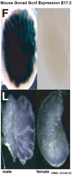File:Mouse gonad Gcnf expression E17.5.jpg