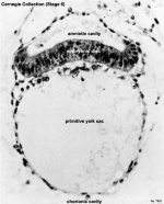 Carnegie Stage 6 Embryo