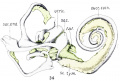 Fig. 34. Human Fetus CRL 50 mm