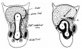 vitello-umbilical anastomosis
