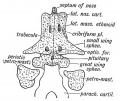 Fig. 136. Diagram of the structures formed from the Trabeculae Cranii.