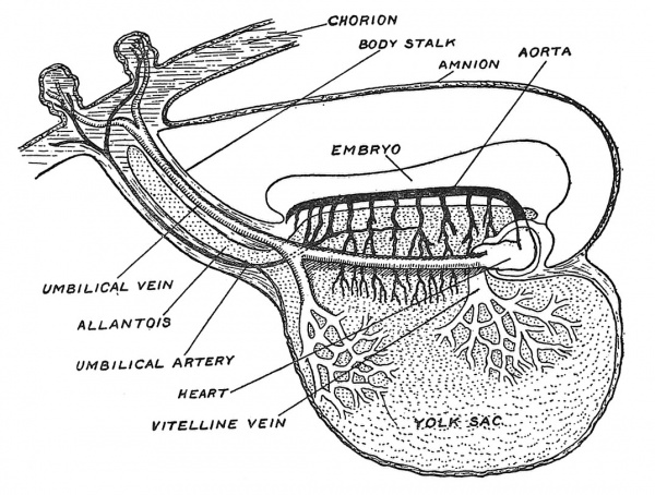 Fig. 25 The Yolk Sac and early vessels of the human embryo about the end of the 3rd week of development.