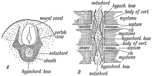 Fig. 55 The development of the Membranous Basis of a Vertebra.