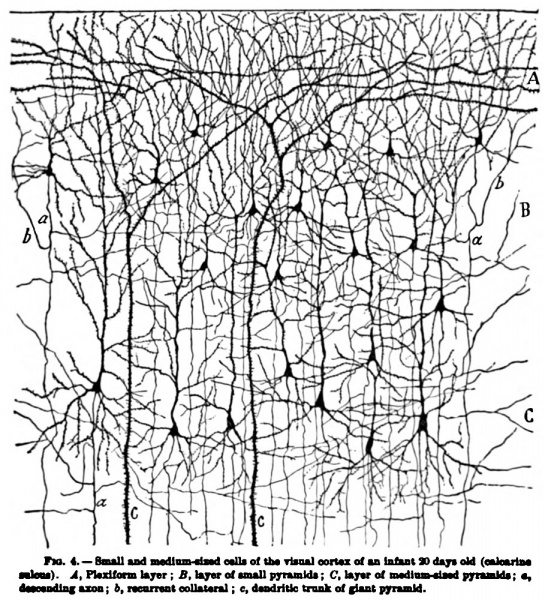 File:1899 Cajal 04.jpg