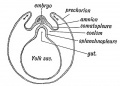 Fig. 70. Diagram of the Blastodermic Vesicle separating into Embryo and Membranes.