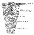 Fig. 6. Diagrammatic Section of the Ovary of a fifth month Foetus