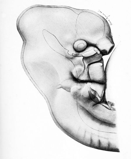 Pig Embryo 12 mm