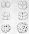 Fig. 32. Diagram showing the segmentation of an egg into two, four, eight cells