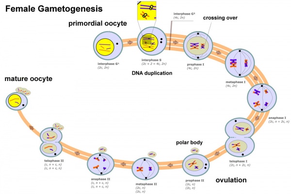 Female gametogenesis