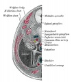Transverse section of Human Embryo 8.5 to 9 Weeks Old