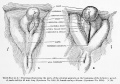 Historic - external genitalia beginning of definitive period 45-49 mm.