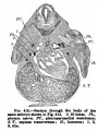 Fig. 415. Section through the body of the same embryo shown in Fig 414