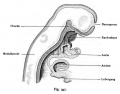 Fig. 347. The Pharyngeal Membrane of Human Embryo 3.1 mm CRL two weeks old