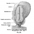 Fig. 584. The first unit of the nervous system in a human embryo