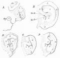 Fig. 431. Development of the human external ear