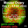 Mouse newborn ovary day 2-3.5.jpg