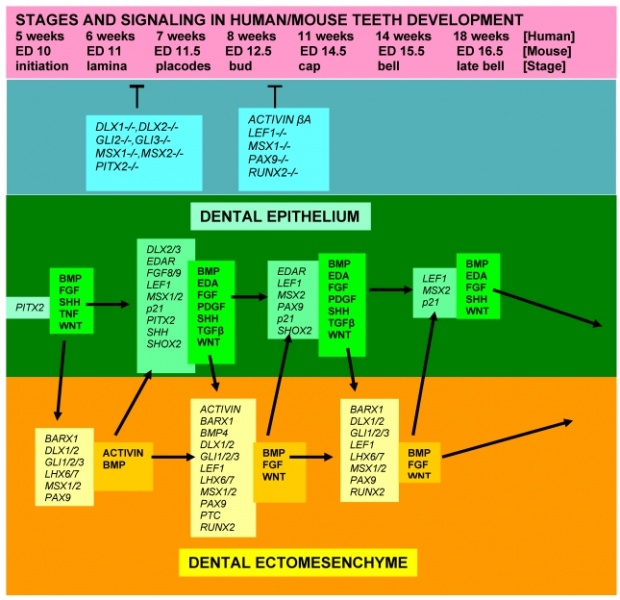 File:Tooth molecular development.jpg