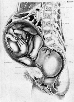 Historic 1877 drawing of pregnancy