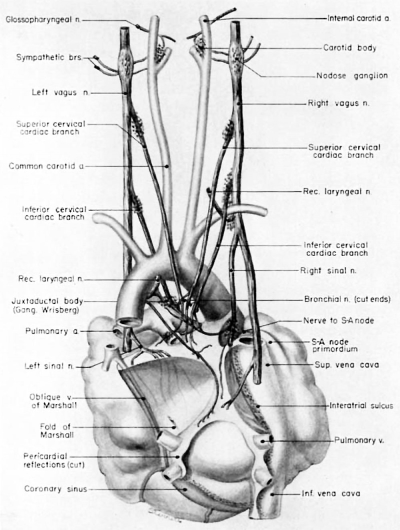 Paper - The human embryonic heart in the ninth week (1954) - Embryology