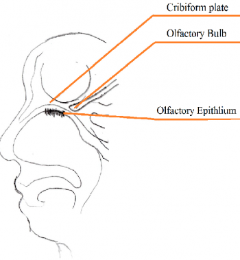 Cribiform plate and Olfactory Bulb/Epithelium