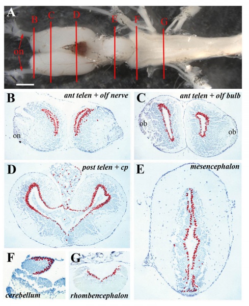 File:Axolotl brain ventricular zone proliferative activity.jpg
