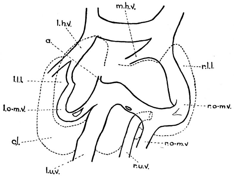 File:Bradley1908 fig04.jpg