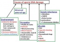 Z3462124 Factors associated with an increase in the risk of DNA fragmentation. Reasonably self-explanatory chart, some terms in the chart needed definitions.