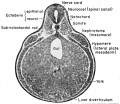 The 5 mm frog tadpole at mid-body level photograph of cross section