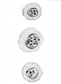 Fig. 356. Three blood-corpuscles human embryo 7.5 mm